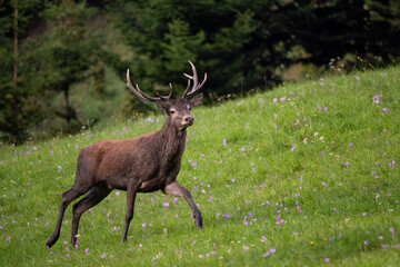 Naklejka na ściany i meble Red Deer - Cervus elaphus, large beautiful iconic animal from European forests and meadows, White Carpathians, Slovakia.