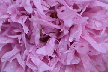 powdery texture of poppy petals, close-up of poppy petals, macro texture of flowers petals