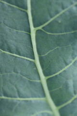 сlose-up of leaf veins, close-up cabbage leaf, macro green leaf veins 