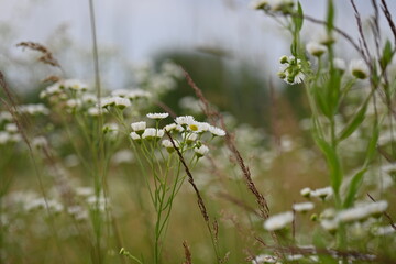 delicate daisy flowers in the meadow, meadow daisy against the sky, for lettering, for cosmetic organic brands,	
