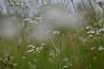 delicate daisy flowers in the meadow, meadow daisy against the sky, for lettering, for cosmetic organic brands,	
