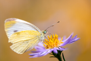 Large white, cabbage butterfly, (Pieris brassicae) is a butterfly in the family Pieridae with translucent yellow-white wings. Macro close up of delicate insect pollinating a lilac aster in a garden.