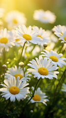Obraz premium Sunlit Daisies in a Field, Radiating Natural Beauty and Serenity, Perfect for Nature Enthusiasts and Botanical Lovers