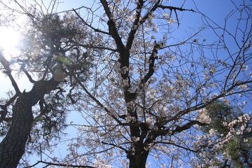 青空に映える満開の桜の花と松の木