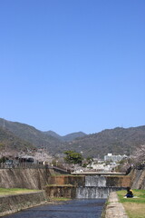 Fototapeta premium 日本の春の風景：芦屋川(兵庫県芦屋市)の川辺に咲く満開の桜並木