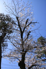 青空に映える満開の桜の花と松の木