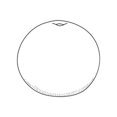 Hand drawn black line ink grapefruit. Vector illustration. Doodle citrus fruit isolated on white background