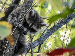 Young Raccoon trying to stay hidden high up in the trees while fully displaying his adorable masked eyes