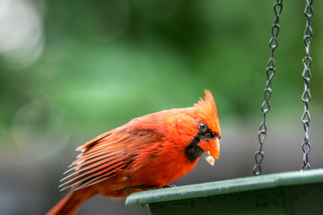 Cardinal rouge male, sur une mangeoire.
