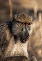 Yellow baboon sitting on the ground in the sun relaxing