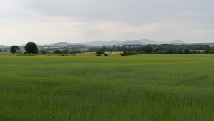 Fototapeta na wymiar A plane barley field leads away to trees and hedges and distant misty Lake District hills beyond