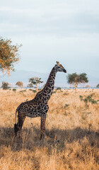 giraffe walking in the savannah