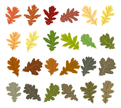 Set of vector silhouettes of colored oak leaves