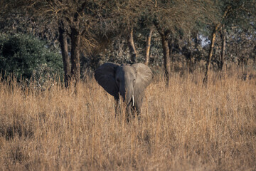 Elephant in the savannah