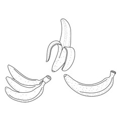 Vector Set of doodle Banana isolated on white background