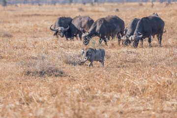 Warthhog walking through herd of buffalo
