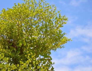 close - up green leaves on the Terminalia ivorensis tree