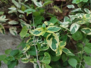 Alternanthera Ficoidea snowball plant with green leaves and white patterns