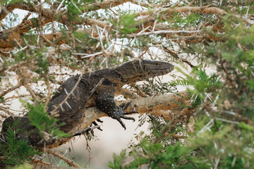 Monitor lizard laying in a tree