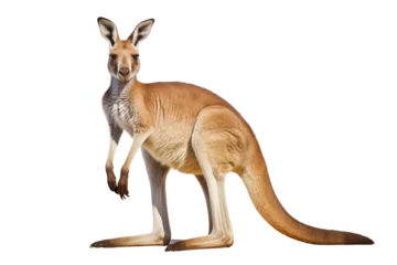 Raamstickers Kangaroo on White Background, Generative Ai © Moostape