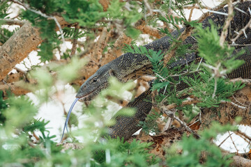 Monitor lizard in a tree