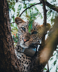 leopard in tree with a tracker