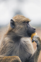 Yellow baboon eating banana