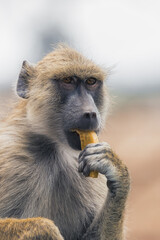 Yellow baboon eating banana