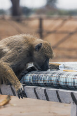 Yellow baboon drinking water of a bench