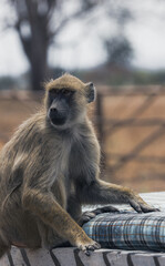 Yellow baboon sitting on a bench 