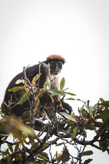 Red colobus monkey sitting in a tree