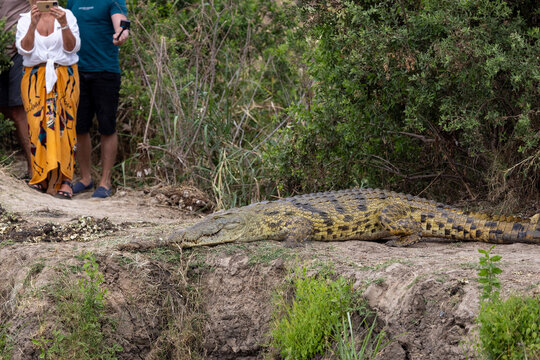 A crocodile sitting on a road next to humans while they take pictures