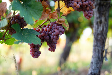 Vineyard with ripe grapes in autumn light. Close-up on  ripe grapes on vine in evening sun. Autumn...