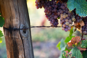 Vineyard in autumn sun with ripe grapes. Close-up on luminous ripe grapes on vine. Autumn...