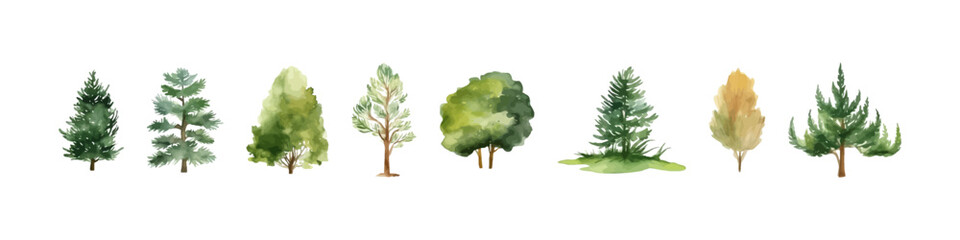Watercolor tree vector collection. Forest illustration element. Woodland pine trees.