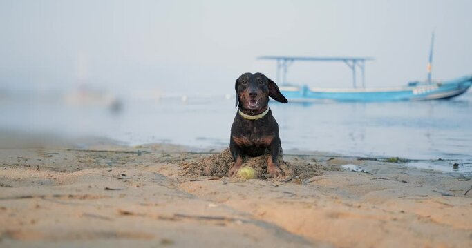 A dachshund dog digs a hole in the sand on a beach near the ocean to bury his toy tennis ball. A playful and active dog digs a hole in the sand. Active recreation with your pet on the beach.