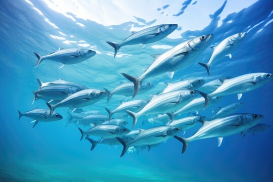 a school of silver fish swimming in perfect unison