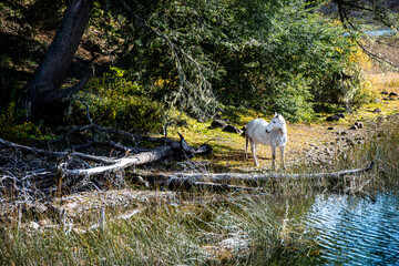 A white horse rests on the shores of glacial Lake Hess on an autumn morning. Mascardi area, within the Nahuel Huapi National Park.