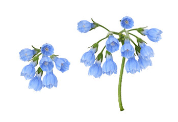 Set of blue symphytum flowers and buds isolated on white or transparent background - obrazy, fototapety, plakaty
