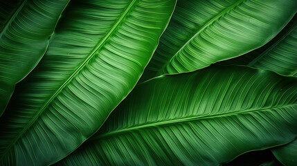 close up abstract green leaf texture nature background tropical leaves
