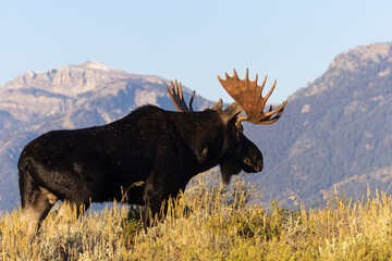 Obraz na płótnie Canvas Moose at Teton National Park
