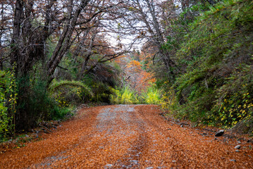 mountain path through the patagonian andean forest in autumn