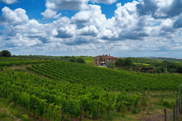 Vineyards of Chianti near Castelnuovo Berardenga, Siena province