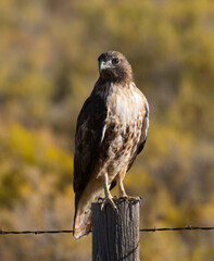 Red-tailed hawk in the Lamar Valley Yellowstone