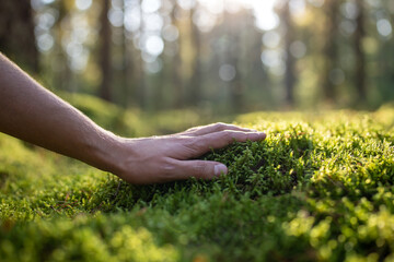 Man plants lover touching green soft moss in autumn forest, hand close-up. Guy feels fluffy surface...