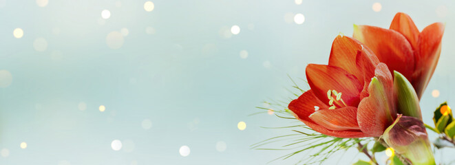 beautiful red christmas flower amaryllis on abstract light background with copy space, greeting...