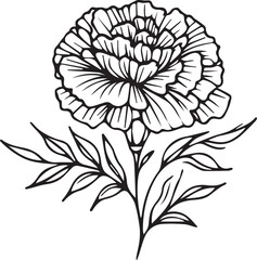 Marigold flower-free printable coloring, marigold drawing color, realistic marigold flower drawing, pencil marigold flower drawing, sketch marigold flower drawing, vintage marigold drawing