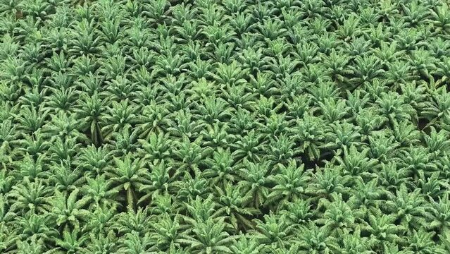 Arial view of palm plantation