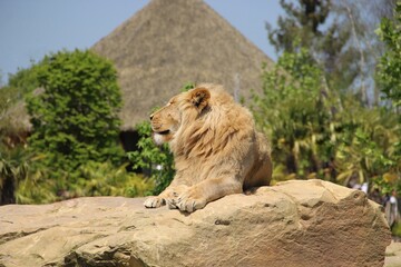 Naklejka premium lion