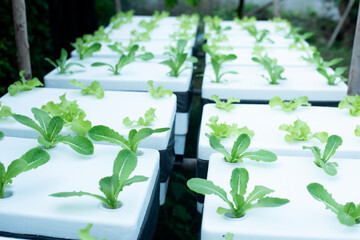 Hydroponic vegetables in foam boxes, organic vegetables, ideas for using waste materials to create benefits.